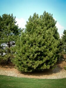 Сосна Чёрная (Pinus Nigra) купить по цене от 270.00р. в интернет-магазине «Посадика» с доставкой почтой в в Черемховое и по всей России – [изображение №1].