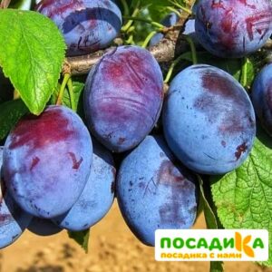 Слива Чачакская ранняя купить по цене от 229.00р. в интернет-магазине «Посадика» с доставкой почтой в в Черемховое и по всей России – [изображение №1].