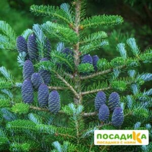 Пихта корейская (Abies koreana) купить по цене от 450.00р. в интернет-магазине «Посадика» с доставкой почтой в в Черемховое и по всей России – [изображение №1].