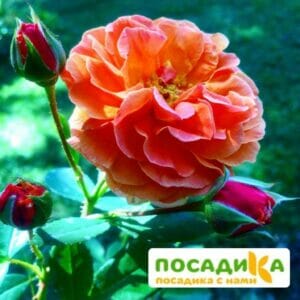 Роза Арабия купить по цене от 350.00р. в интернет-магазине «Посадика» с доставкой почтой в в Черемховое и по всей России – [изображение №1].