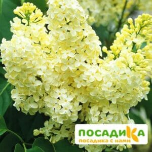 Сирень Примроуз (Primrose) купить по цене от 529.00р. в интернет-магазине «Посадика» с доставкой почтой в в Черемховое и по всей России – [изображение №1].