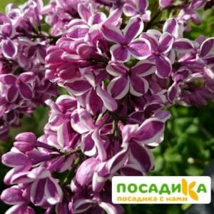 Сирень Сенсация купить по цене от 529.00р. в интернет-магазине «Посадика» с доставкой почтой в в Черемховое и по всей России – [изображение №1].