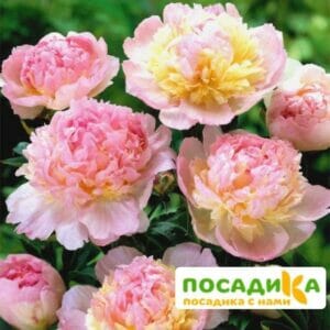 Пион Распберри Сандей (Paeonia Raspberry Sundae) купить по цене от 959р. в интернет-магазине «Посадика» с доставкой почтой в в Черемховое и по всей России – [изображение №1].