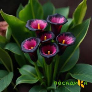 Калла Аура Лейс купить по цене от 400р. в интернет-магазине «Посадика» с доставкой почтой в в Черемховое и по всей России – [изображение №1].