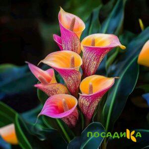Калла Оникс купить по цене от 450р. в интернет-магазине «Посадика» с доставкой почтой в в Черемховое и по всей России – [изображение №1].