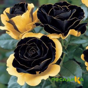 Роза Ханни Сикл купить по цене от 700р. в интернет-магазине «Посадика» с доставкой почтой в в Черемховое и по всей России – [изображение №1].