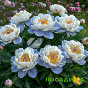 Пион акварельный Этюд купить по цене от 806р. в интернет-магазине «Посадика» с доставкой почтой в в Черемховое и по всей России – [изображение №1].