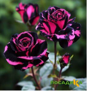 Роза Багровый Шепот купить по цене от 366р. в интернет-магазине «Посадика» с доставкой почтой в в Черемховое и по всей России – [изображение №1].
