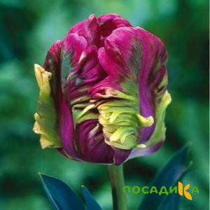 Тюльпан Экзотик Хэвен купить по цене от 186р. в интернет-магазине «Посадика» с доставкой почтой в в Черемховое и по всей России – [изображение №1].