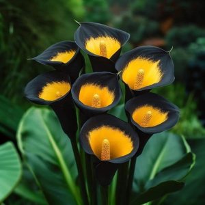 Калла Легато купить по цене от 620р. в интернет-магазине «Посадика» с доставкой почтой в в Черемховое и по всей России – [изображение №1].