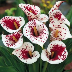 Калла Эмпайр купить по цене от 302р. в интернет-магазине «Посадика» с доставкой почтой в в Черемховое и по всей России – [изображение №1].