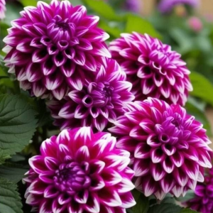 Георгин Кристал Корт купить по цене от 602р. в интернет-магазине «Посадика» с доставкой почтой в в Черемховое и по всей России – [изображение №1].