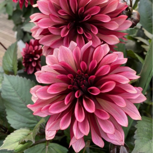 Георгин Перли Сансет купить по цене от 309р. в интернет-магазине «Посадика» с доставкой почтой в в Черемховое и по всей России – [изображение №1].