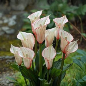 Калла Глейшер купить по цене от 299р. в интернет-магазине «Посадика» с доставкой почтой в в Черемховое и по всей России – [изображение №1].