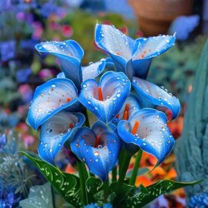 Калла Портрейт купить по цене от 292р. в интернет-магазине «Посадика» с доставкой почтой в в Черемховое и по всей России – [изображение №1].