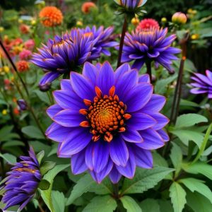 Георгин Лазурит купить по цене от 799р. в интернет-магазине «Посадика» с доставкой почтой в в Черемховое и по всей России – [изображение №1].