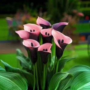 Калла Энигма купить по цене от 291р. в интернет-магазине «Посадика» с доставкой почтой в в Черемховое и по всей России – [изображение №1].