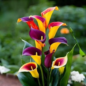 Калла Кристалл купить по цене от 450р. в интернет-магазине «Посадика» с доставкой почтой в в Черемховое и по всей России – [изображение №1].