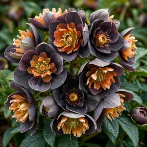 Морозник Блум Айс купить по цене от 499р. в интернет-магазине «Посадика» с доставкой почтой в в Черемховое и по всей России – [изображение №1].