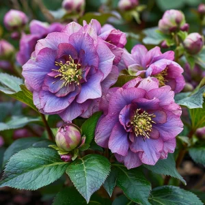 Морозник Айс Принцесс Чарм купить по цене от 650р. в интернет-магазине «Посадика» с доставкой почтой в в Черемховое и по всей России – [изображение №1].