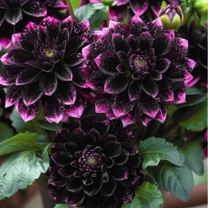 Георгин Лаванда Лейс купить по цене от 679р. в интернет-магазине «Посадика» с доставкой почтой в в Черемховое и по всей России – [изображение №1].