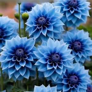 Георгин Вижапе купить по цене от 699р. в интернет-магазине «Посадика» с доставкой почтой в в Черемховое и по всей России – [изображение №1].