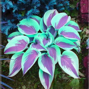 Хоста Висперин Бьюти купить по цене от 379р. в интернет-магазине «Посадика» с доставкой почтой в в Черемховое и по всей России – [изображение №1].